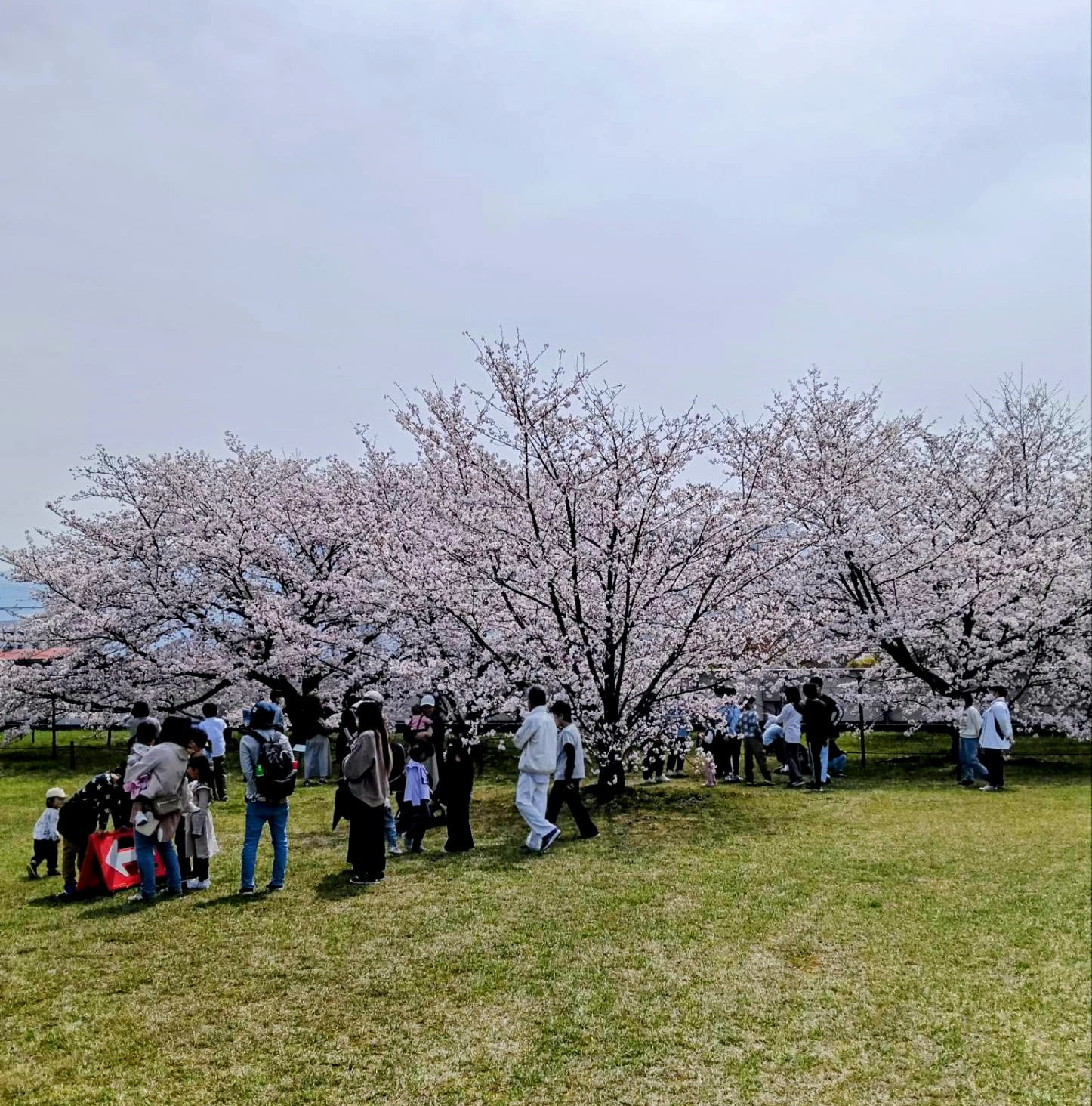 満開のソメイヨシノ　　　　　　　　　　　