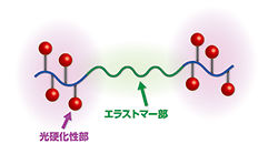 光硬化性エラストマーの分子構造の模式図