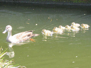 2011年度　かるがも誕生の様子１