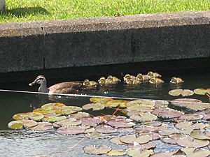 2011年度　かるがも誕生の様子２