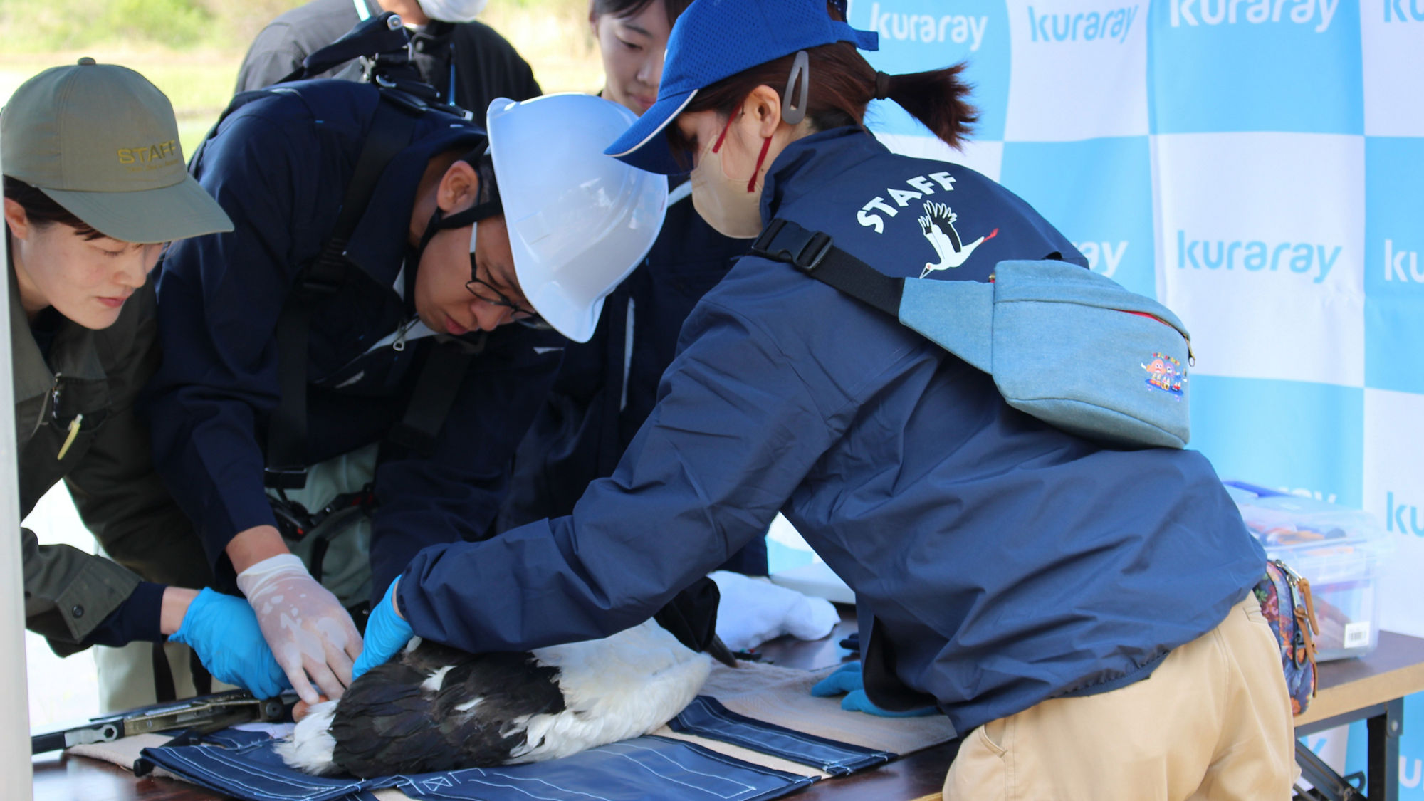 Image: Stork Leg Banding (Kashima)