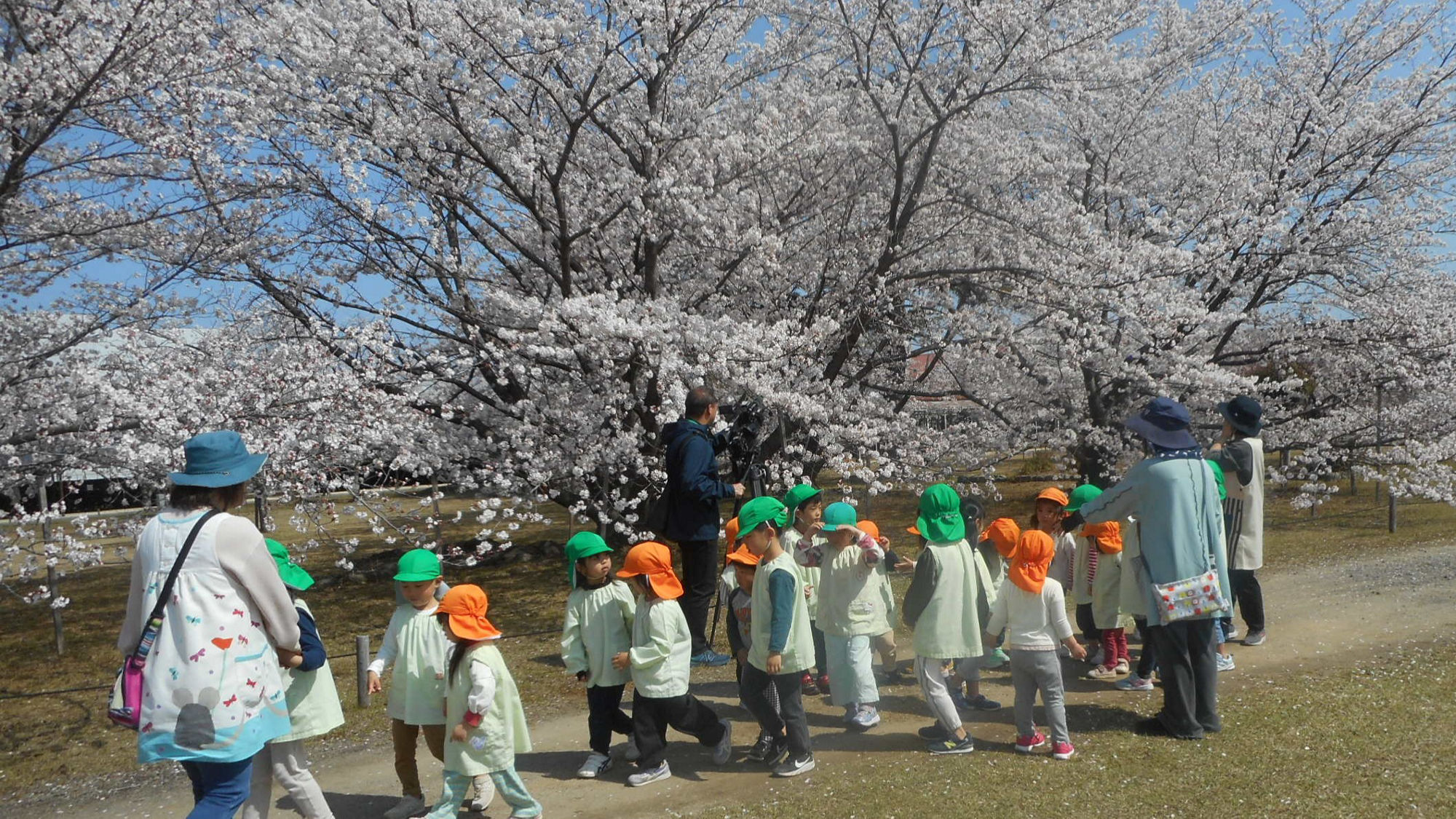 写真　観桜会（西条）