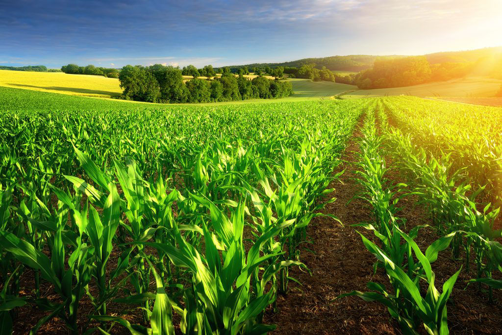 Such as biopolymer plantic, which is mainly made from corn starch?