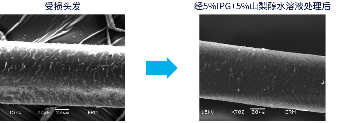 照片：毛发修复效果的电子显微镜观察