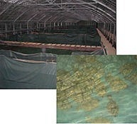 ヒラメの養殖水槽画像