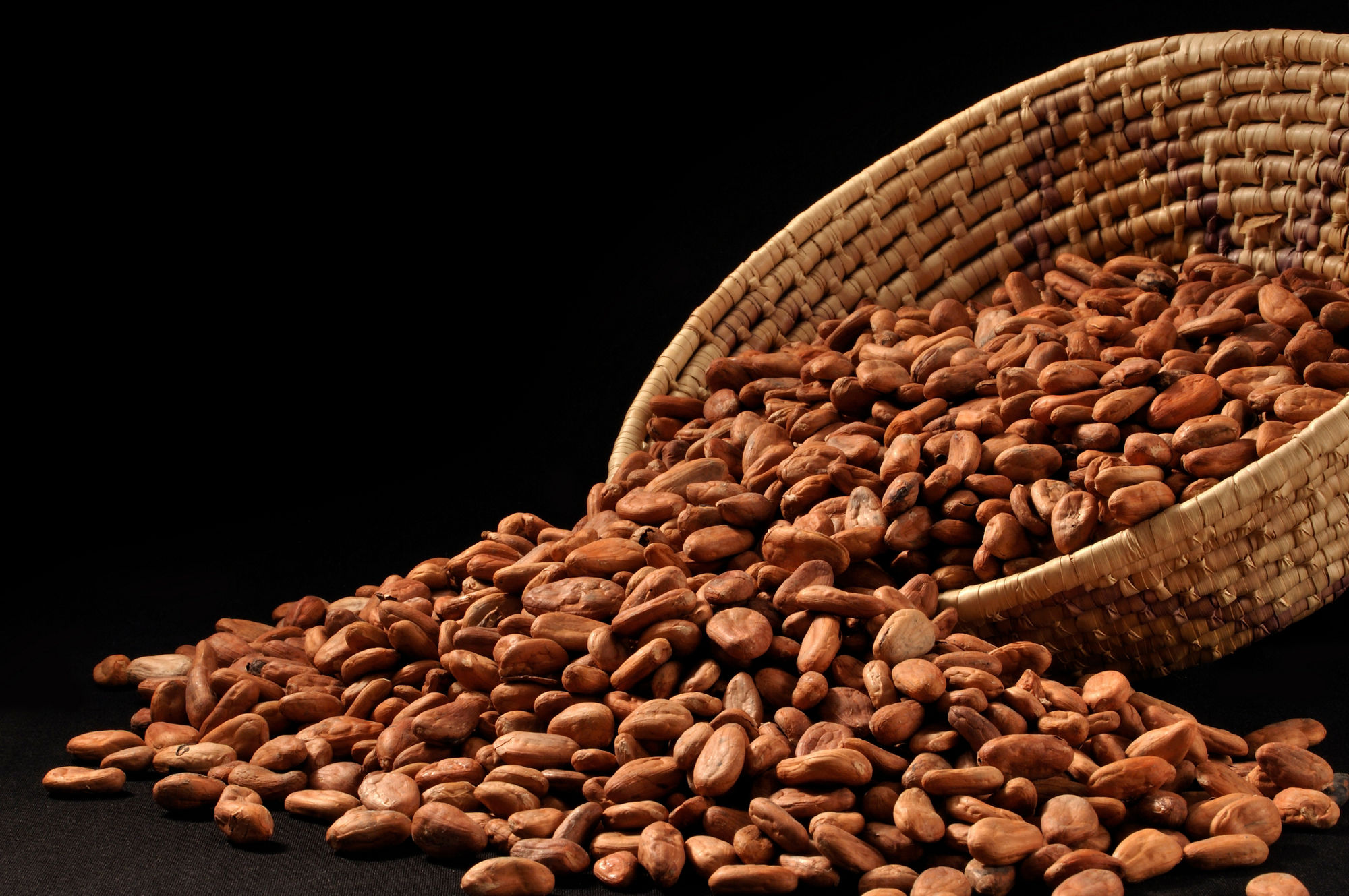 Raw cacao spilling out of woven basket on white background