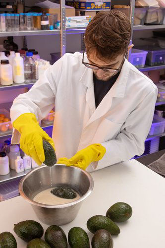 Liquidseal coating is applied directly to the peel of fruits