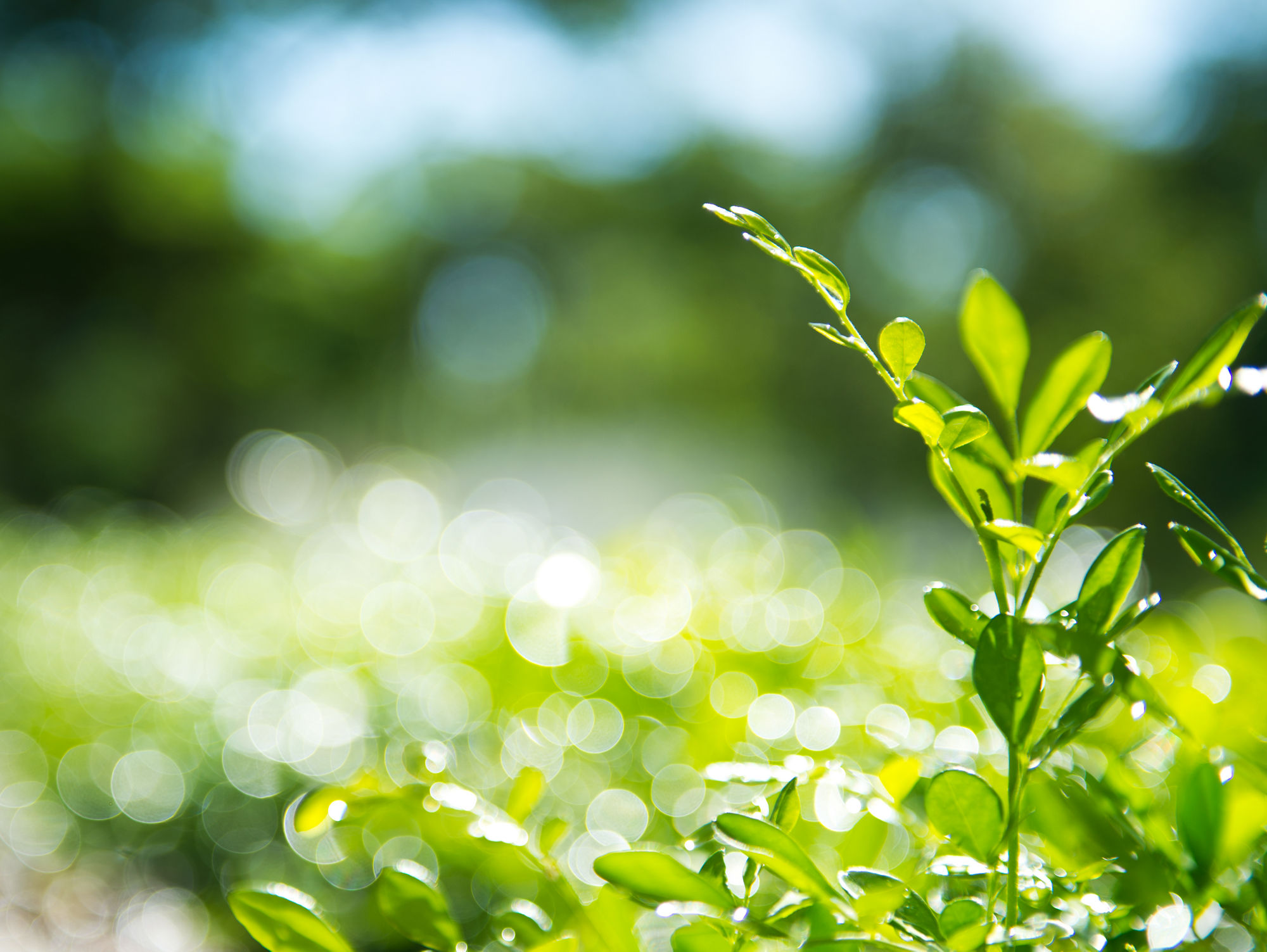 Image of biostimulants