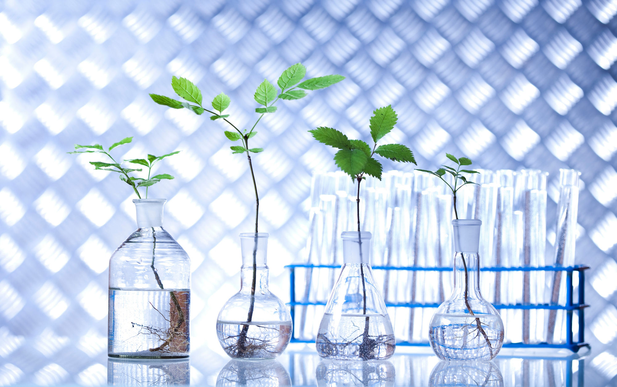 Laboratory glassware and plant 