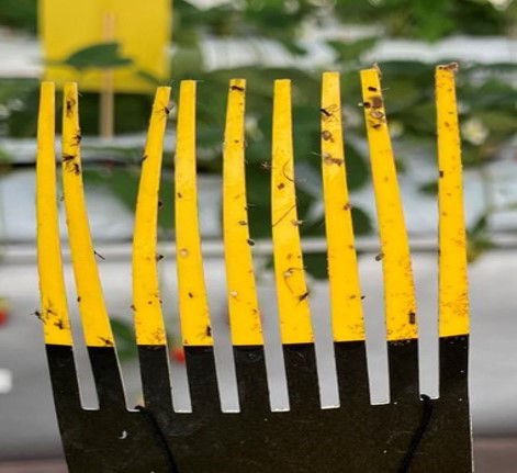 ハダニの挙動特性に基づいた設計　フォーク型の黄色い粘着枝