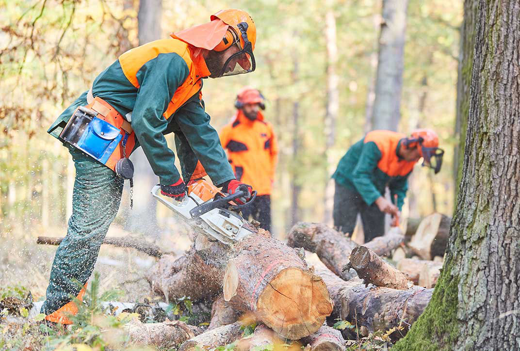 Foresters sawing timber into pieces in a wood.