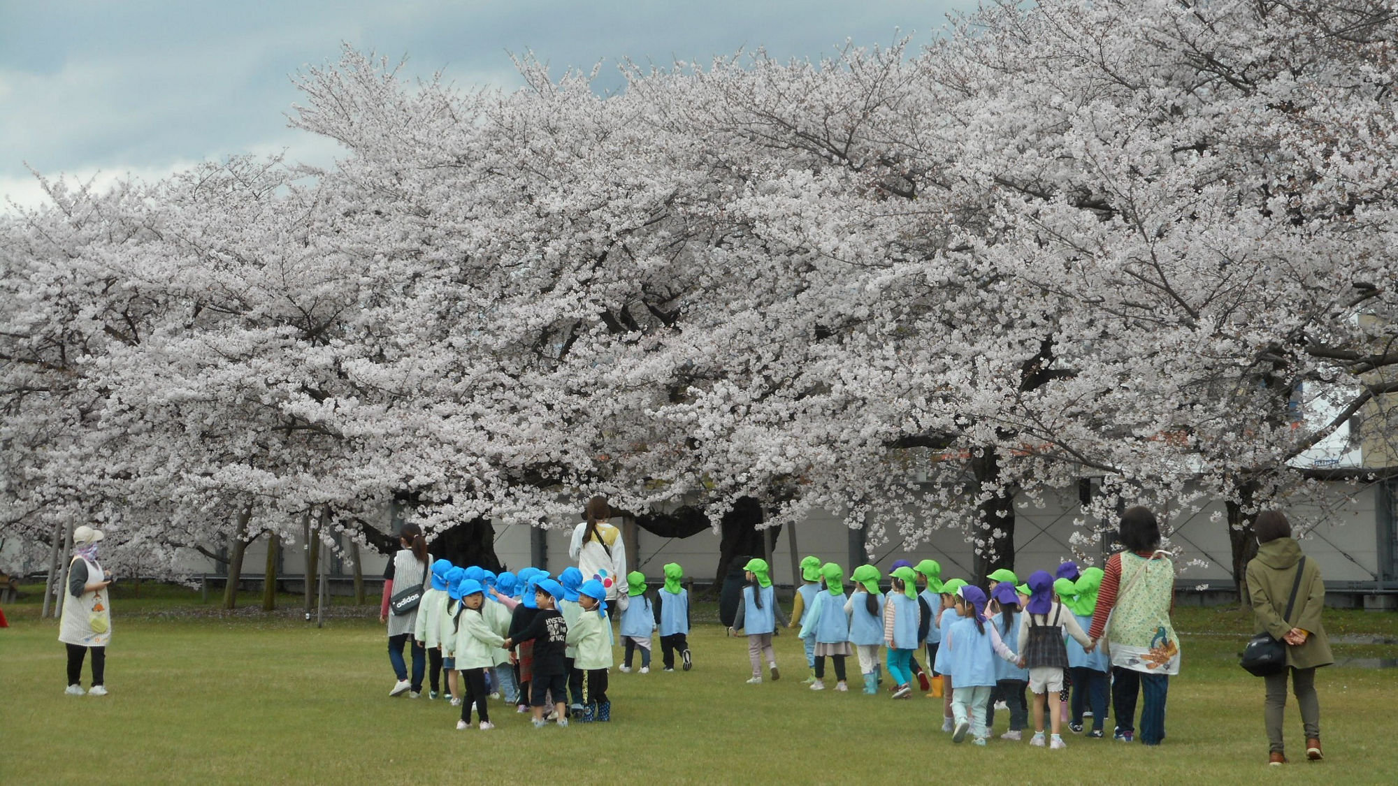 観桜会