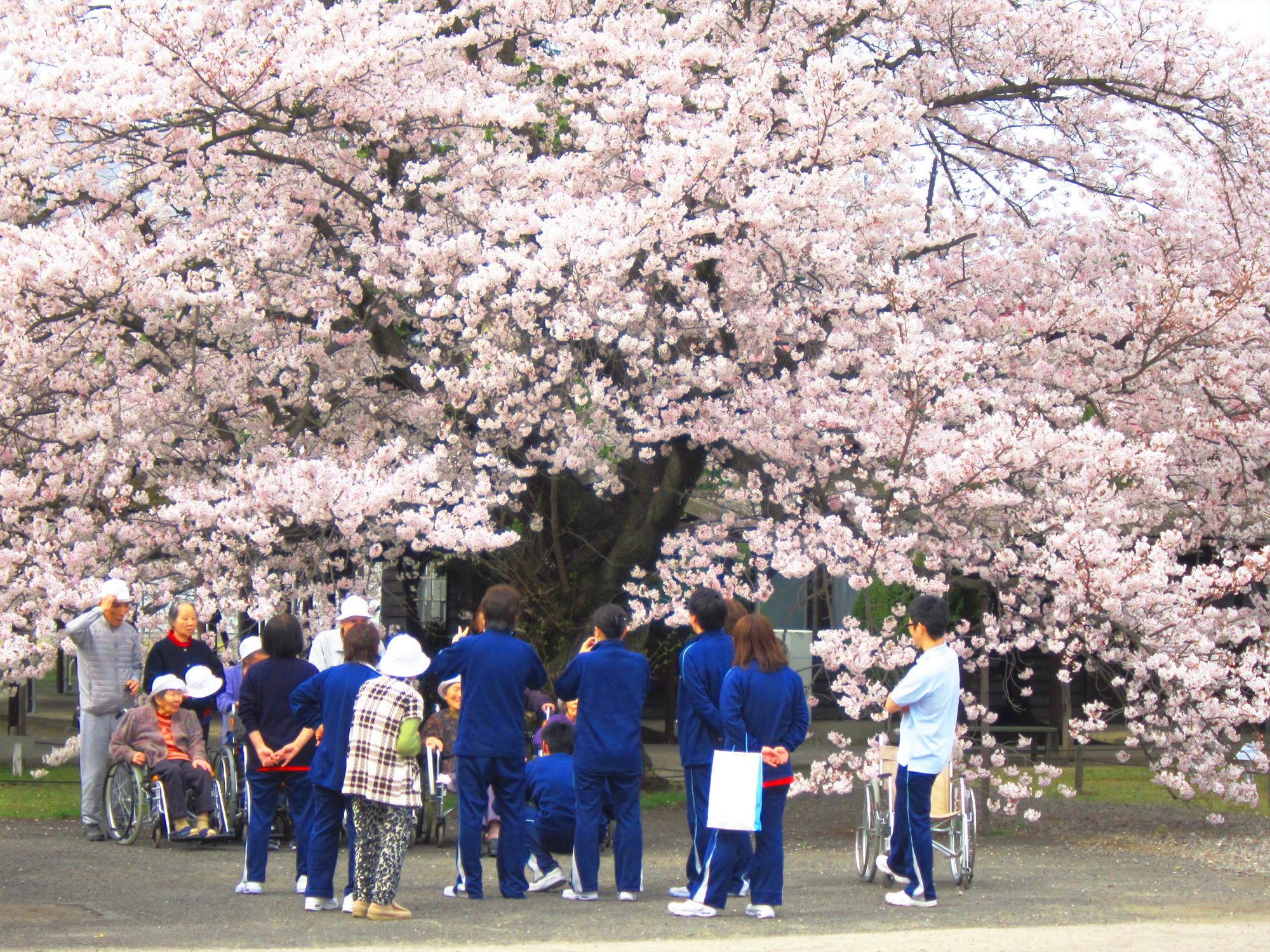 写真 満開の桜の下で花見を楽しむ車椅子の方々と介助者たち