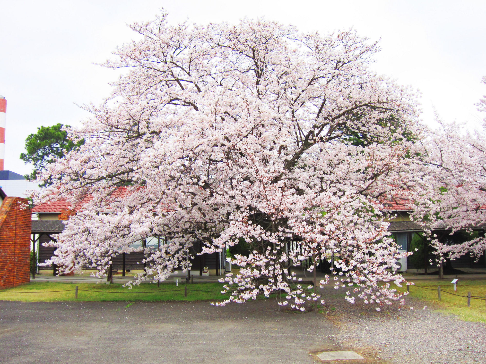 写真 地面につきそうなほど枝を広げた見事な桜