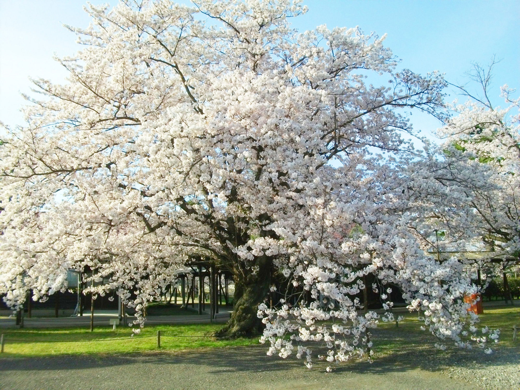 写真 風格漂う見事な桜
