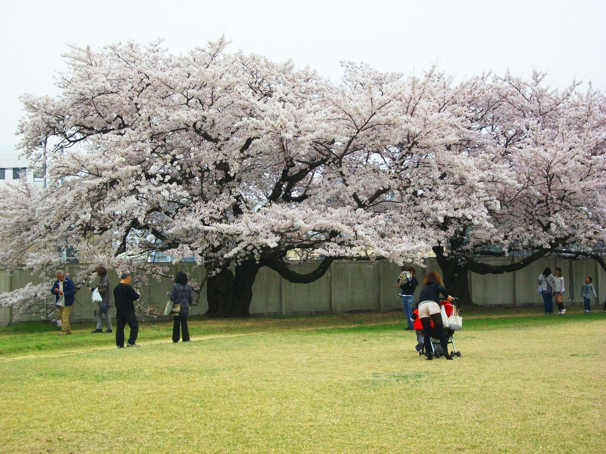 写真 満開の桜の下で散策を楽しむ人々