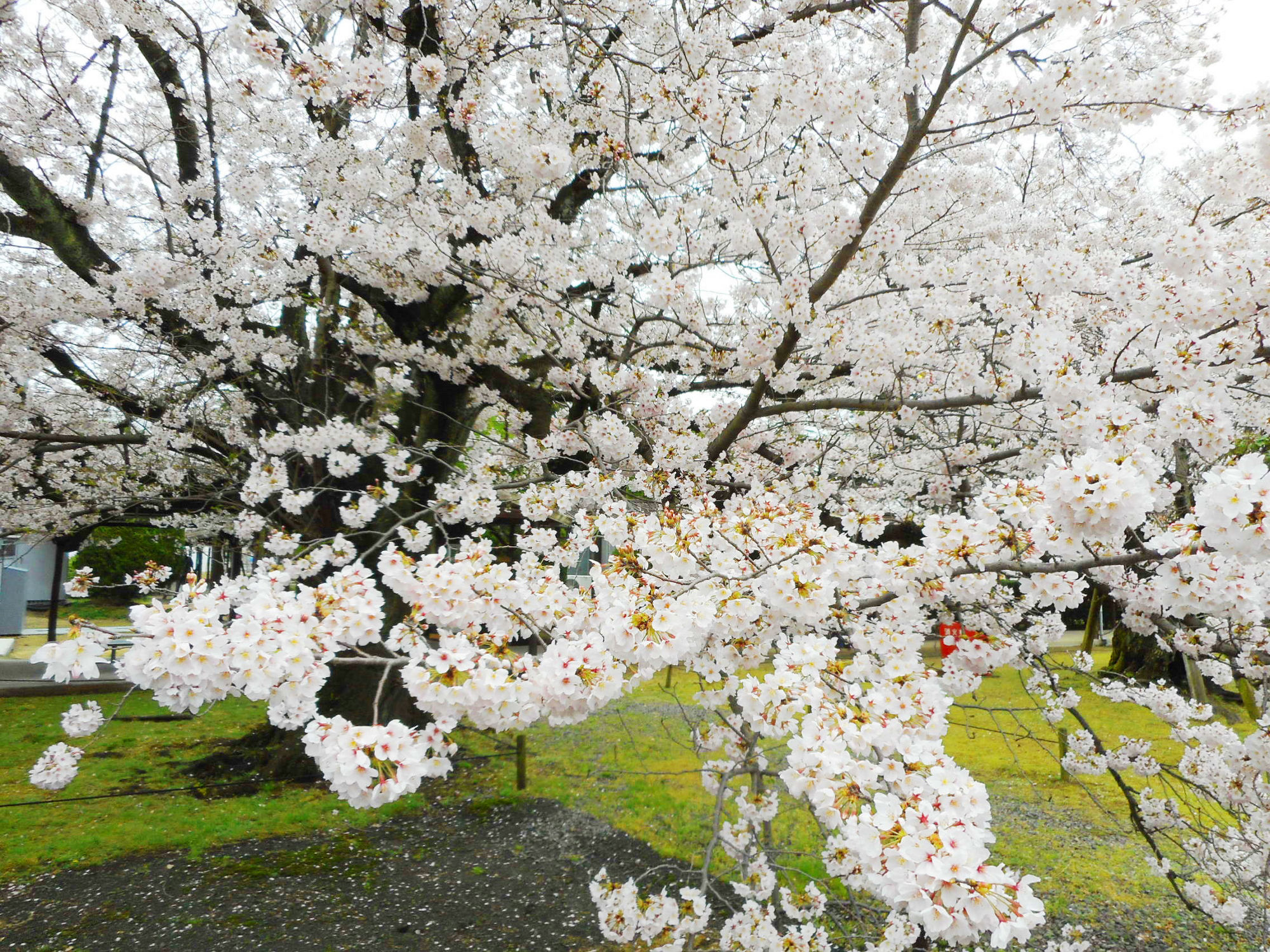写真 こぼれ落ちそうなほど咲き誇る満開の桜