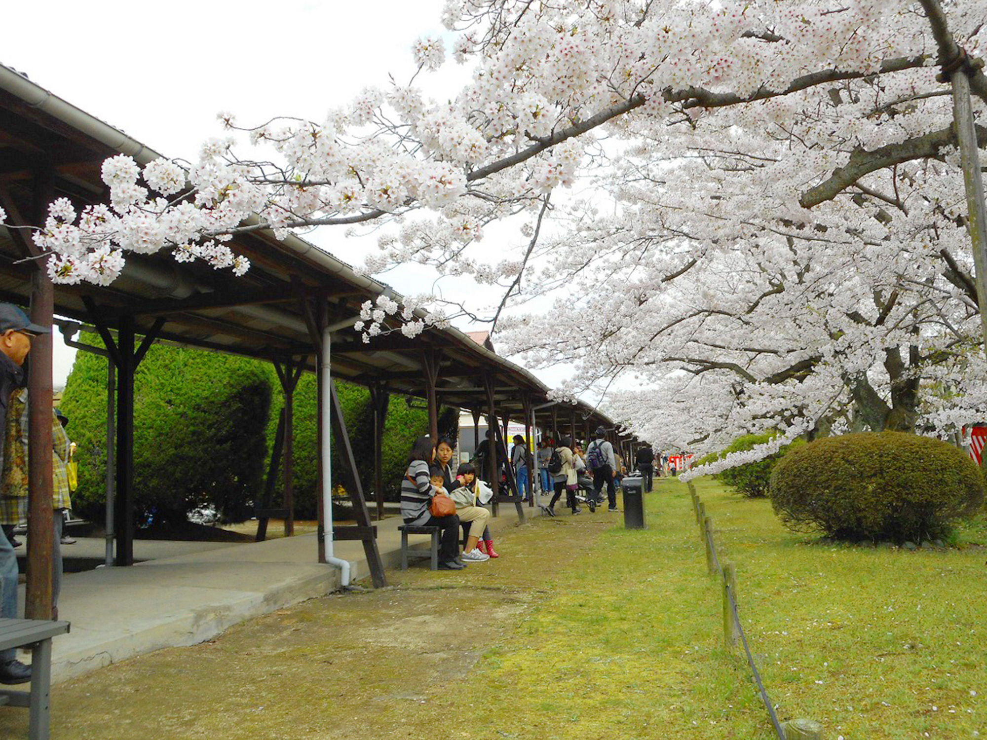 写真 通路脇の桜並木で花見を楽しむ人々
