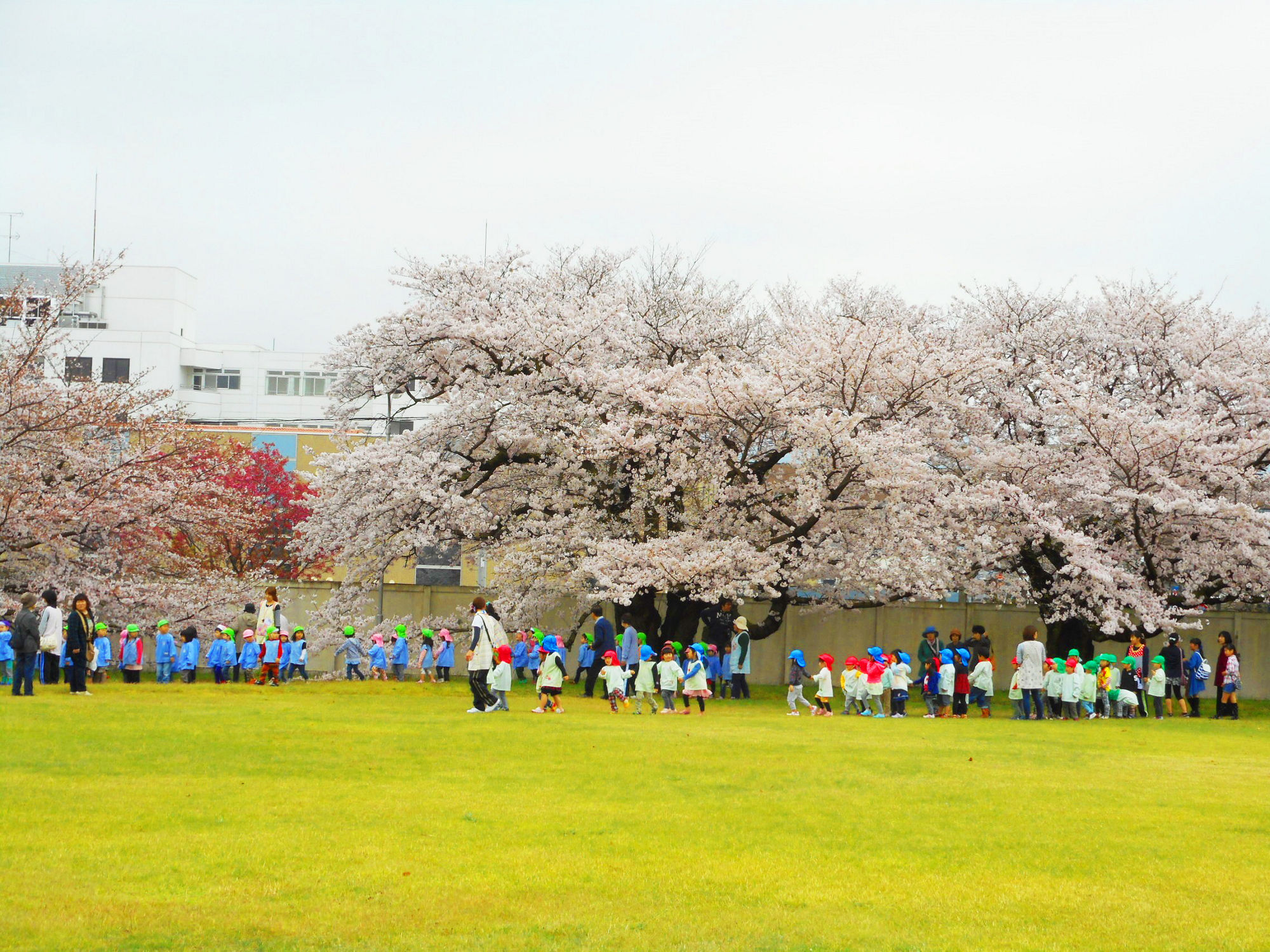 写真 満開の桜の下で花見をする園児たちと引率の先生たち