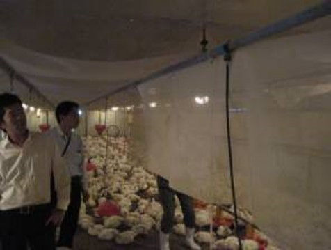 Ammonia odor decomposition mesh Installation Image (Enclosed broiler house)