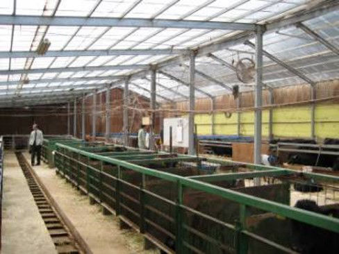 Image of cattle barn; Before installation of Ammonia odor decomposition mesh