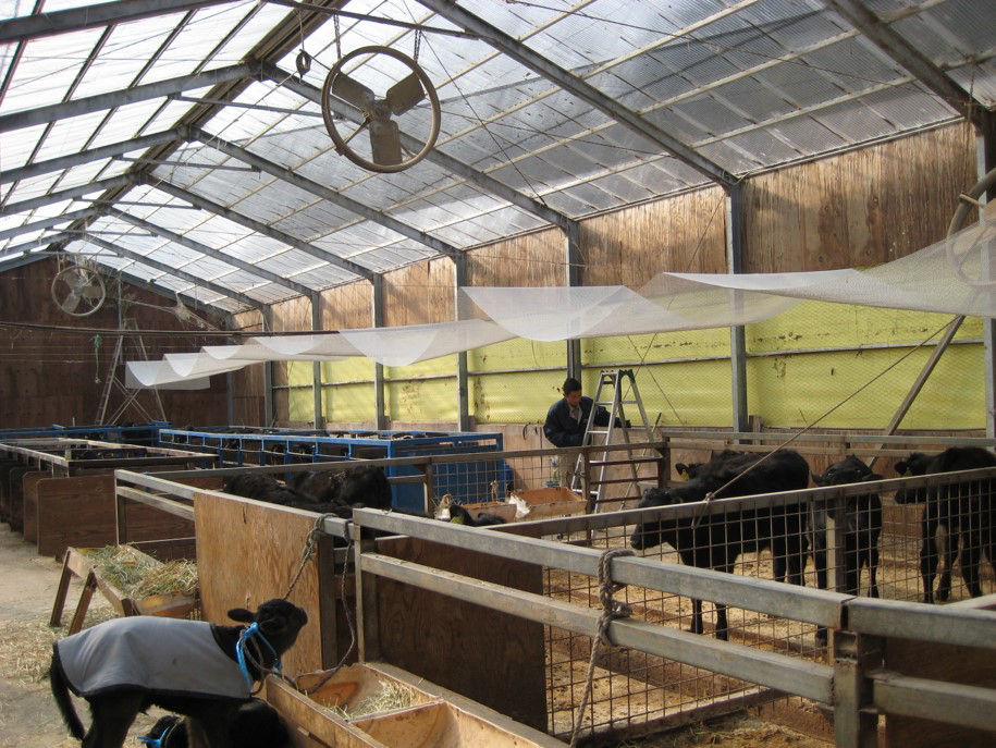 Ammonia odor decomposition mesh Installation Image (cattle barn)