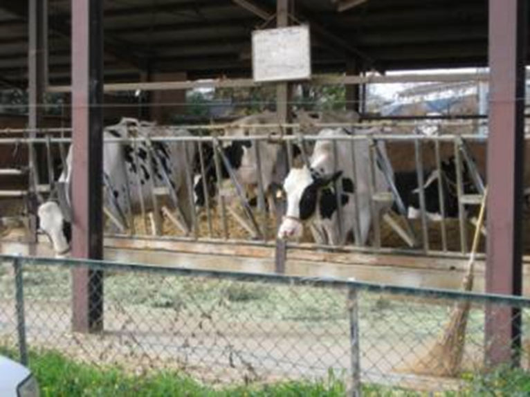 さやか®　使用例（ふれあい牧場）