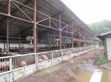 さやか®　使用例（豚舎）