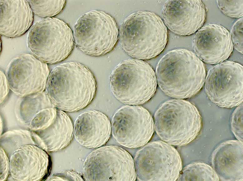 The high transparency of the PVA hydrogel facilitates microscopic observation of cells.