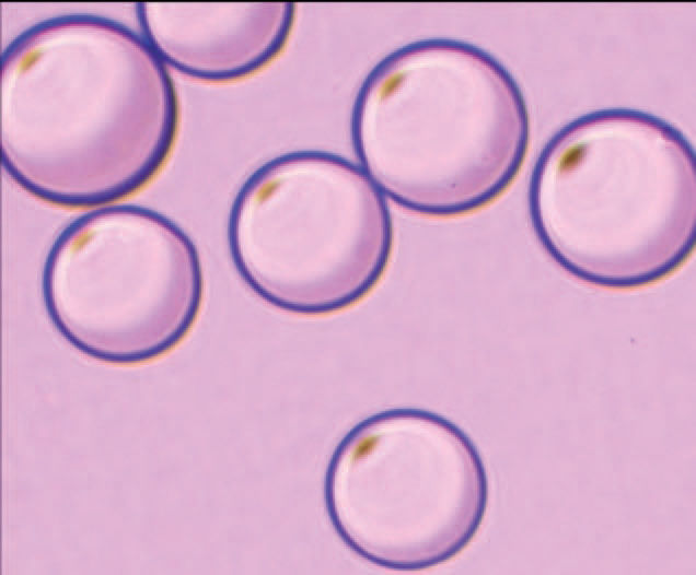 Ten seconds after adding PVA Microcarriers CL to the culture medium