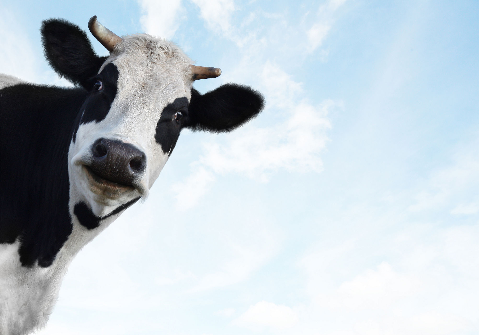 Smiling funny cow on a blue sky background