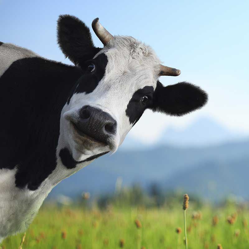 鱼类投喂。牛用——饲料添加剂行业。