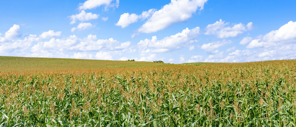 Somos líderes en el campo de los Biopolímeros de Barrera con nuestro producto PLANTIC™