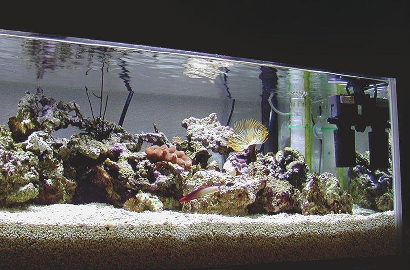 Photo: Acrylic aquarium