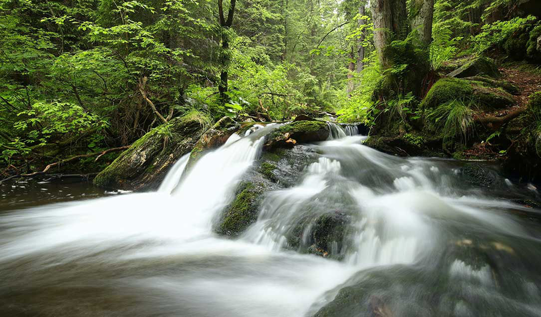 A waterfall in a wood.